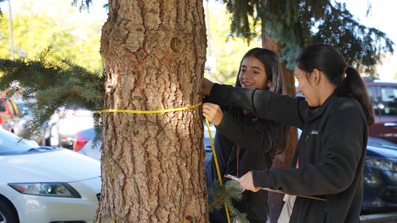 Two students measure the trunk of a tree.