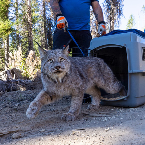 "Bison and Lynx Reintroduction" presentation at WVC at Omak on March 7