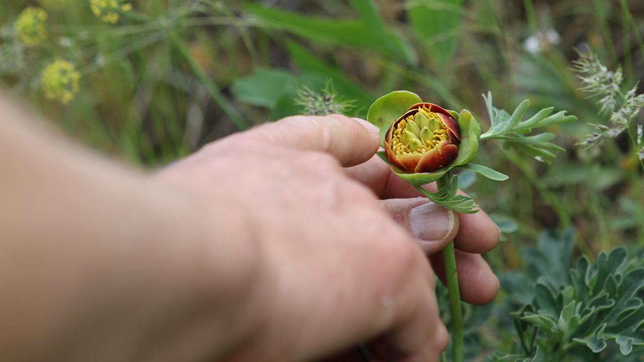 A hand touches a flowerbud.