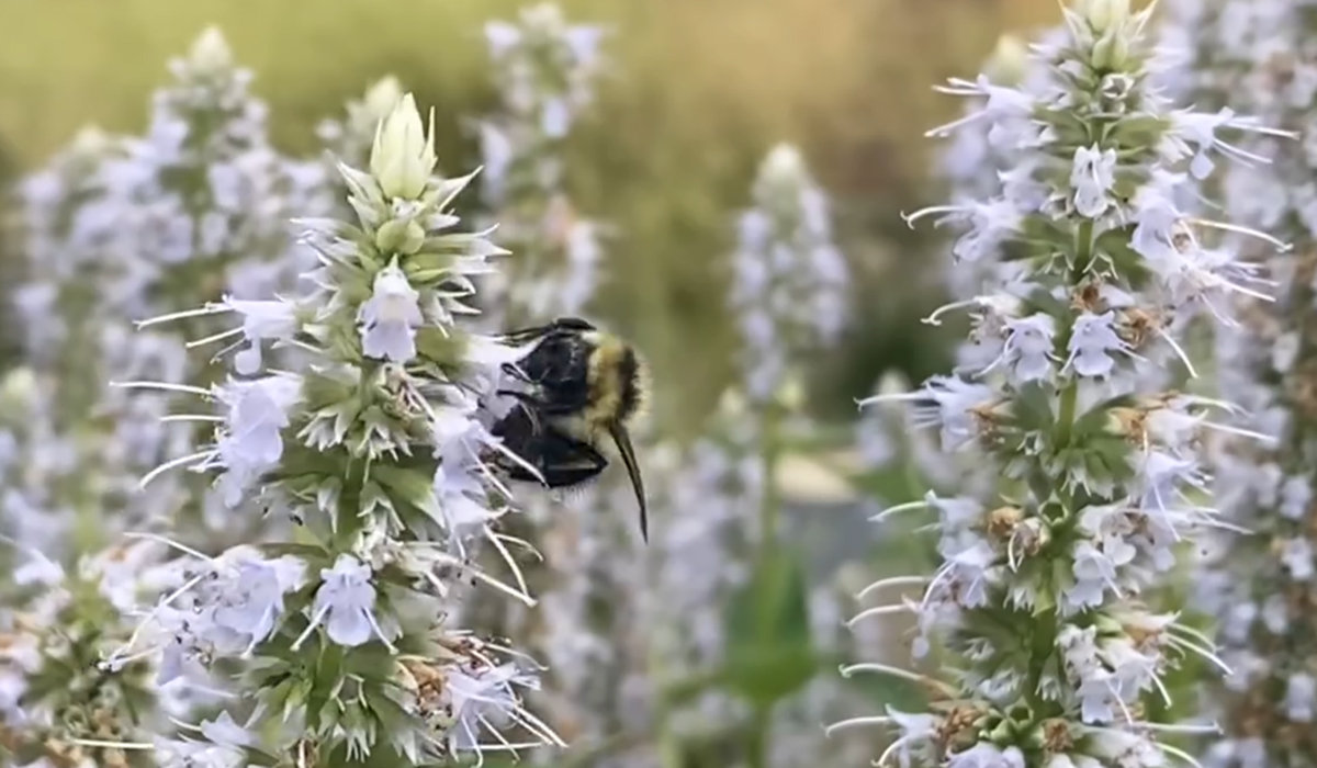 Photo of purple catnip flowers with bumble bee.
